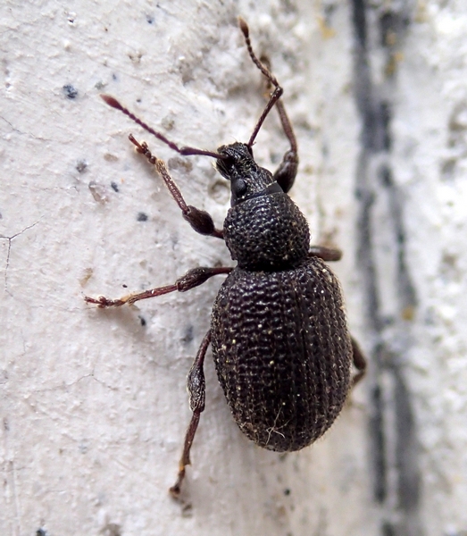 curculionide da Id. - Otiorhynchus cf. rugosostriatus